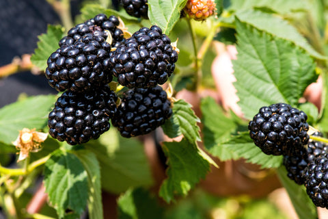 Five Reasons to Grow Your Own Blackberries
