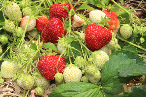 Fall 2022: Cyclamen Mite