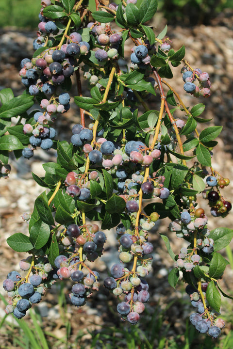 Fall 2023: The Health Benefits of Berries