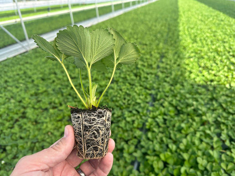 Strawberry Plug Plants