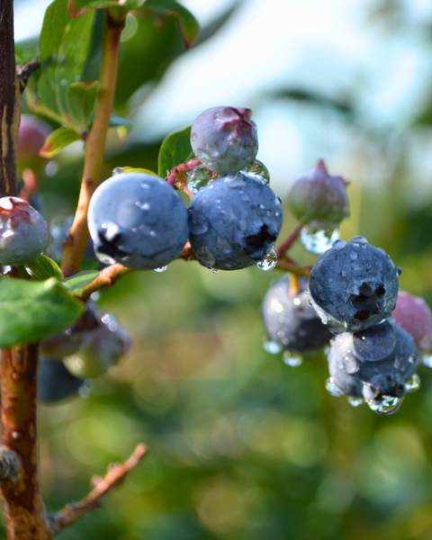 Turn a Pot into a Berry Patch!