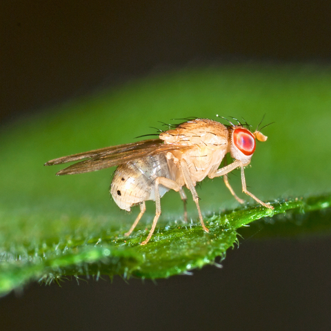 Do you spy a red-eyed vinegar fly?
