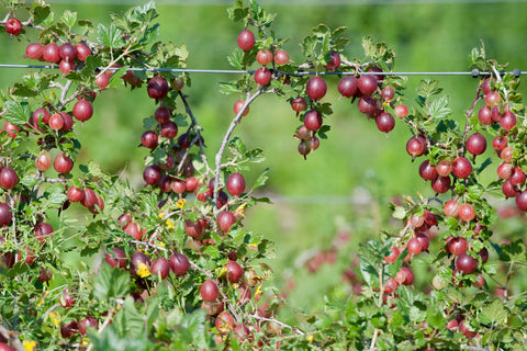 Hinnomaki Red Gooseberry