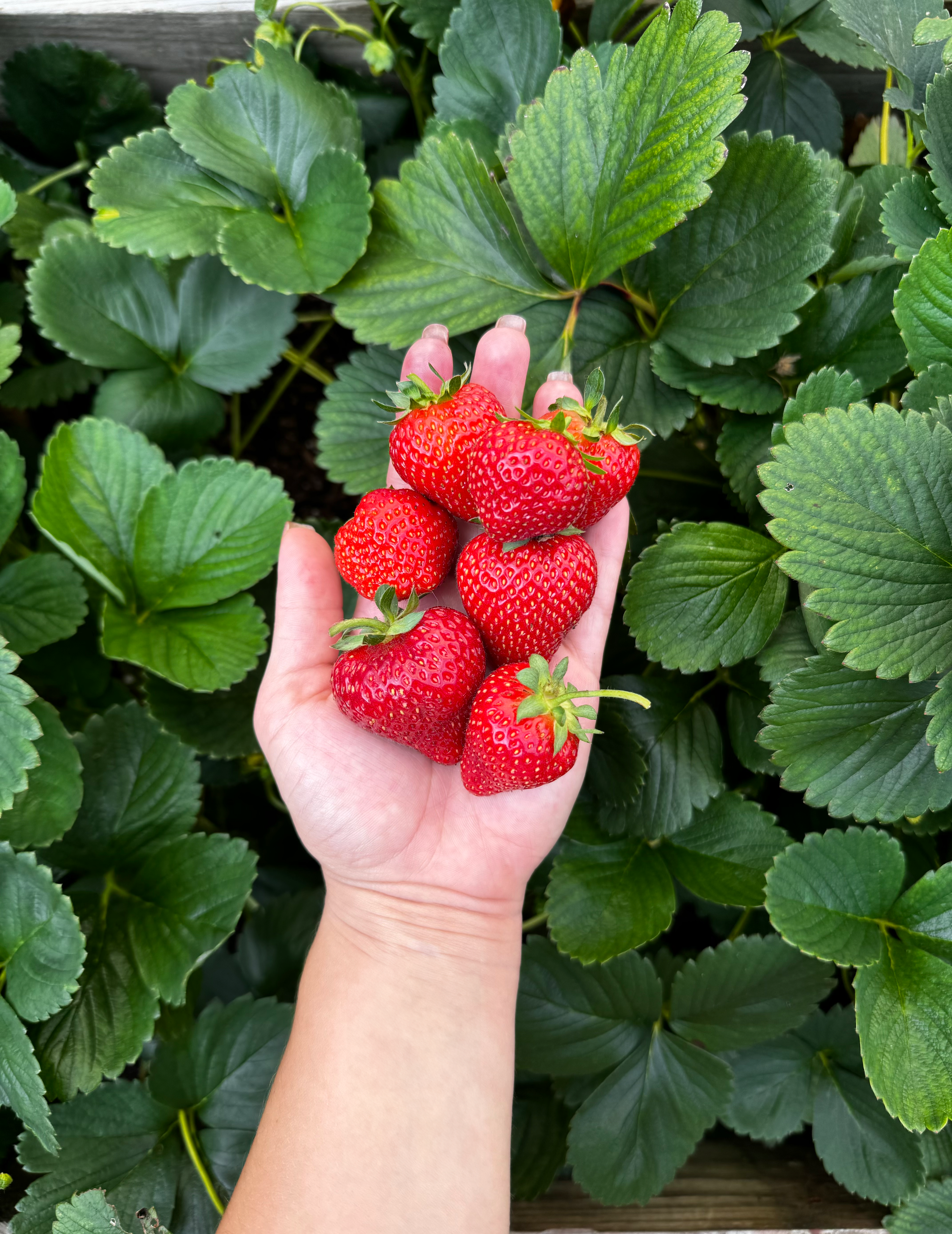 where to buy albion strawberry seeds Albion Strawberry Plant – Nourse Farms