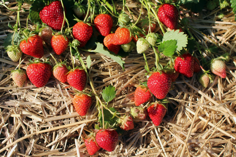 Allstar Strawberry