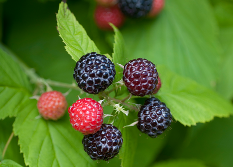 Jewel Black Raspberry