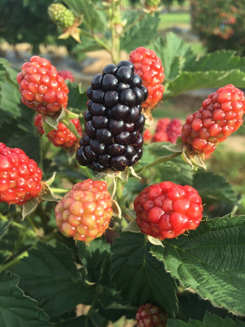 Caddo Blackberry