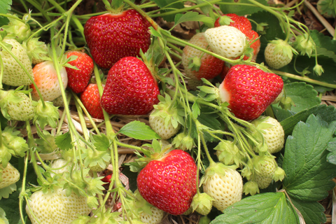 Cavendish Strawberry