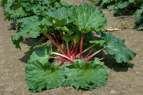 Cawood Delight Rhubarb Crowns