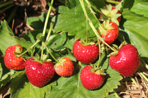Evie-2 Strawberry