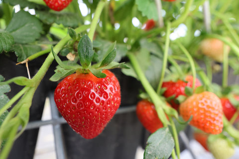 Florida Beauty™ Strawberry