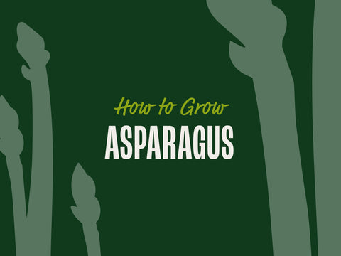 How to Grow Asparagus