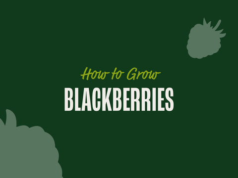 How to Grow Blackberries