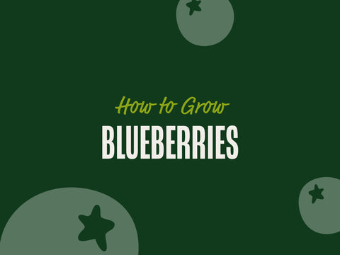 How to Grow Blueberries