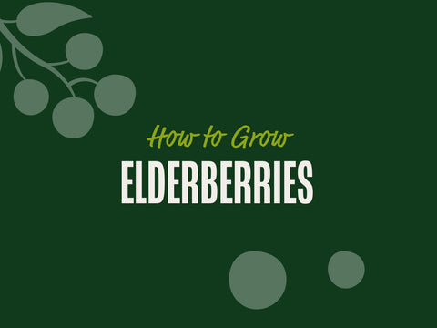 How to Grow Elderberries