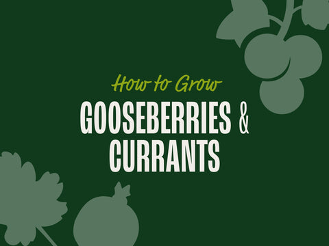 How to Grow Currants and Gooseberries