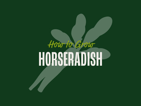 How to Grow Horseradish