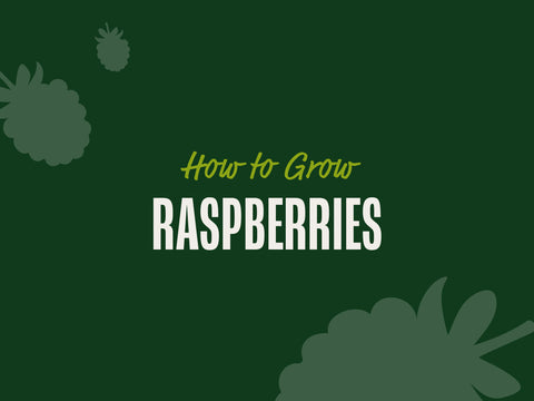 How to Grow Raspberries