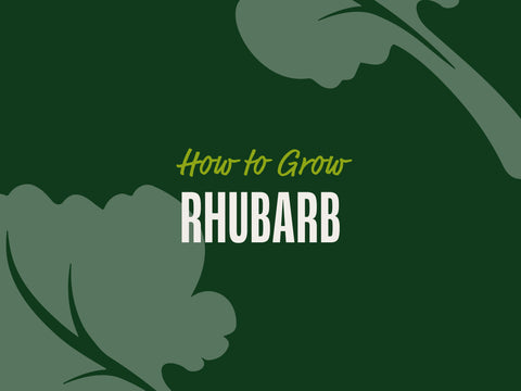 How to Grow Rhubarb