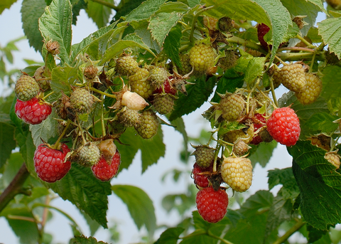 Himbo-Top® Raspberry
