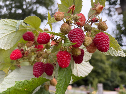 Caroline Raspberry