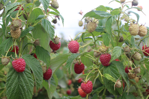 Imara Raspberry