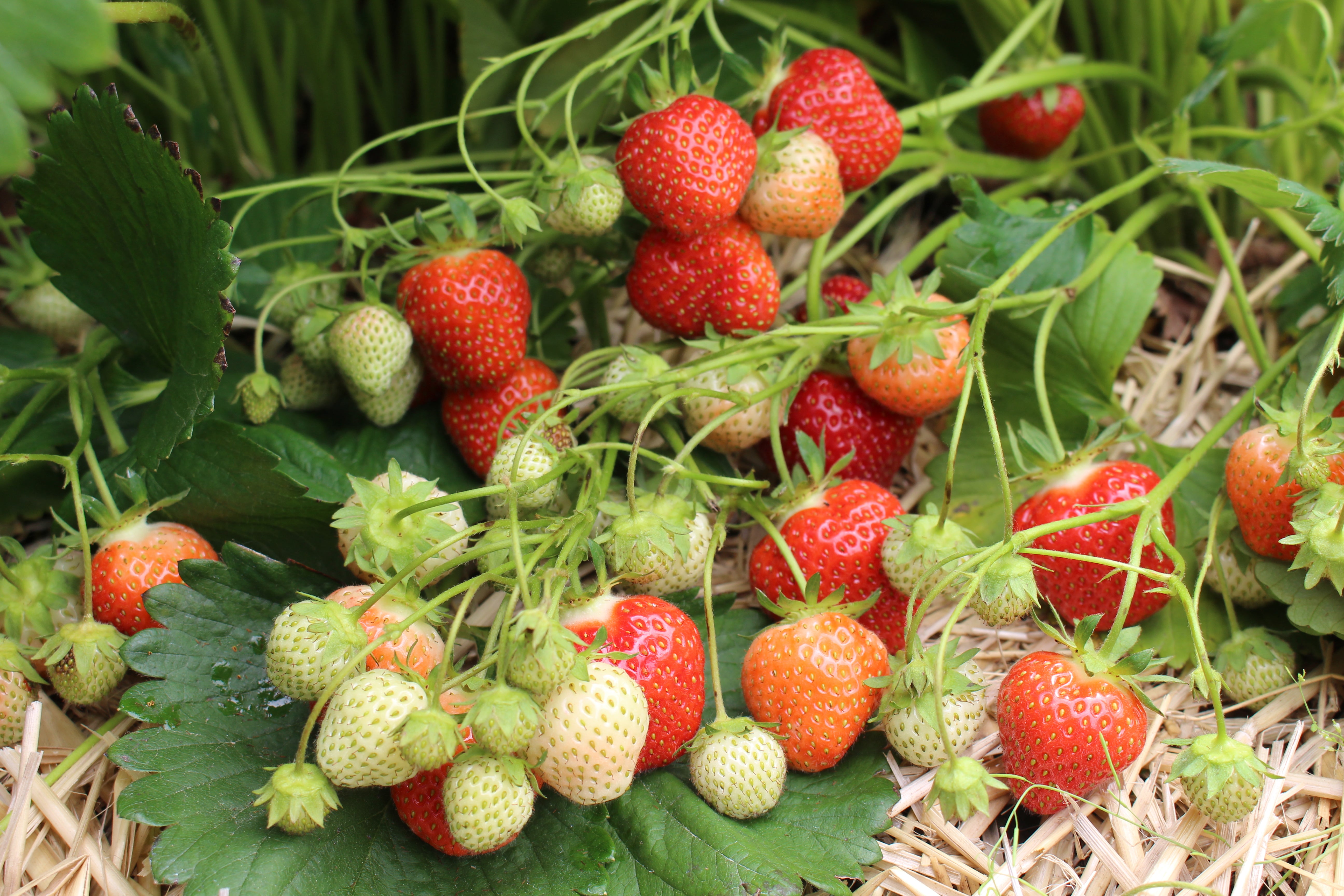 jewel strawberry seeds Jewel Strawberry – Nourse Farms
