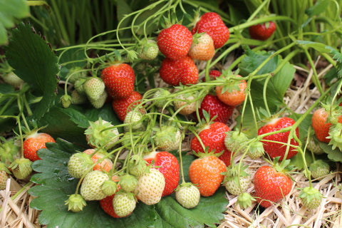 Jewel Strawberry