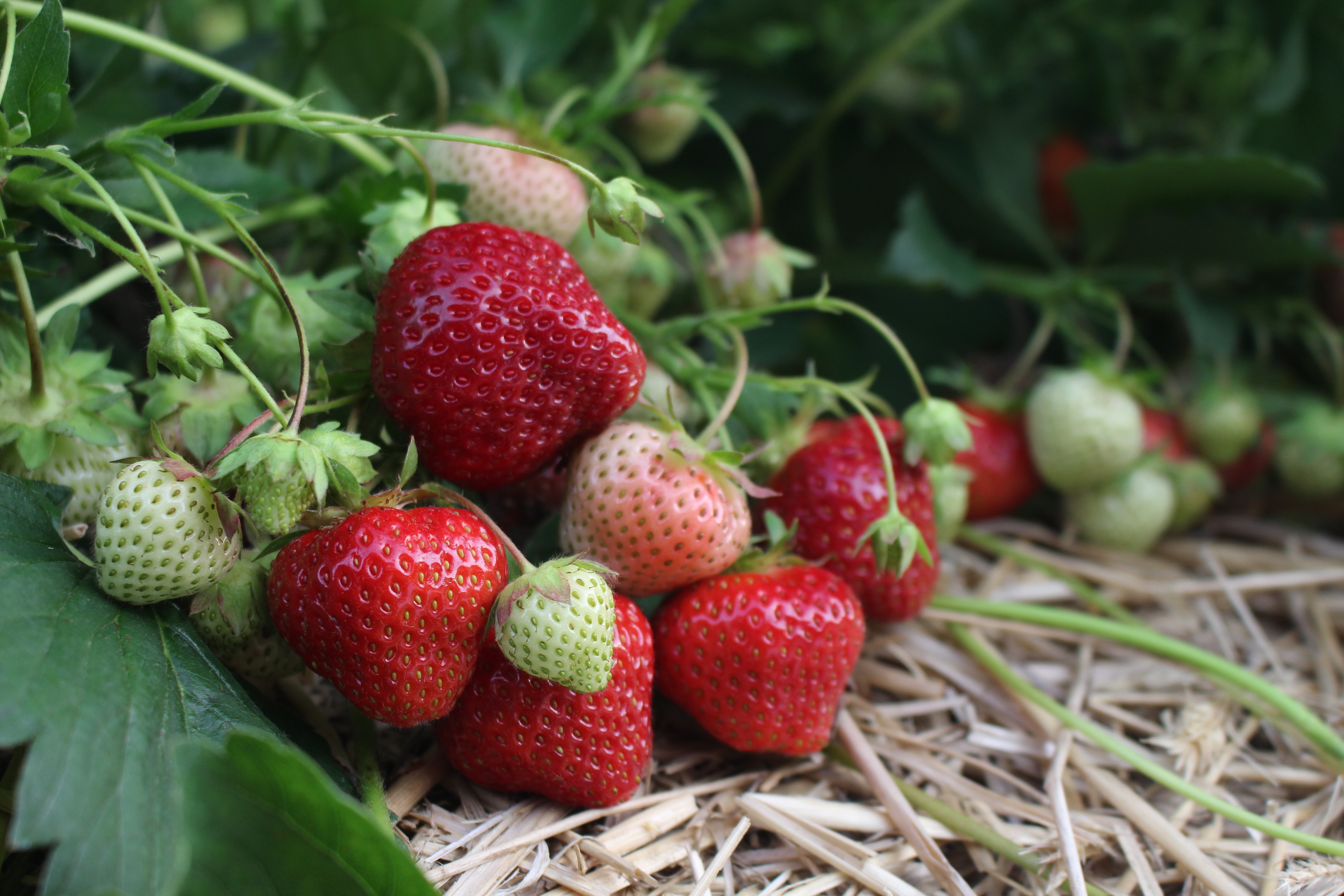strawberry seeds growing Sonata Strawberry Plant – Nourse Farms