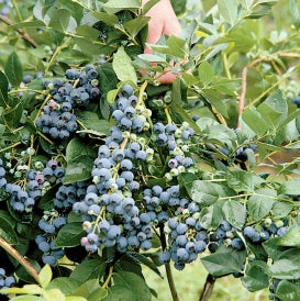 Jersey Blueberry