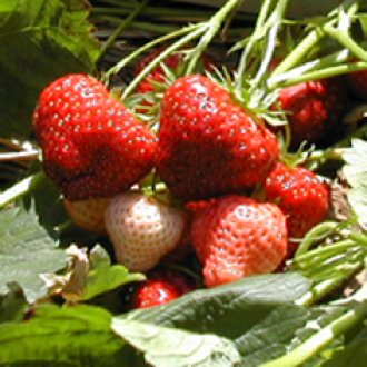 Clancy Strawberry Plants