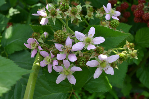 Creating a Pollinator's Paradise