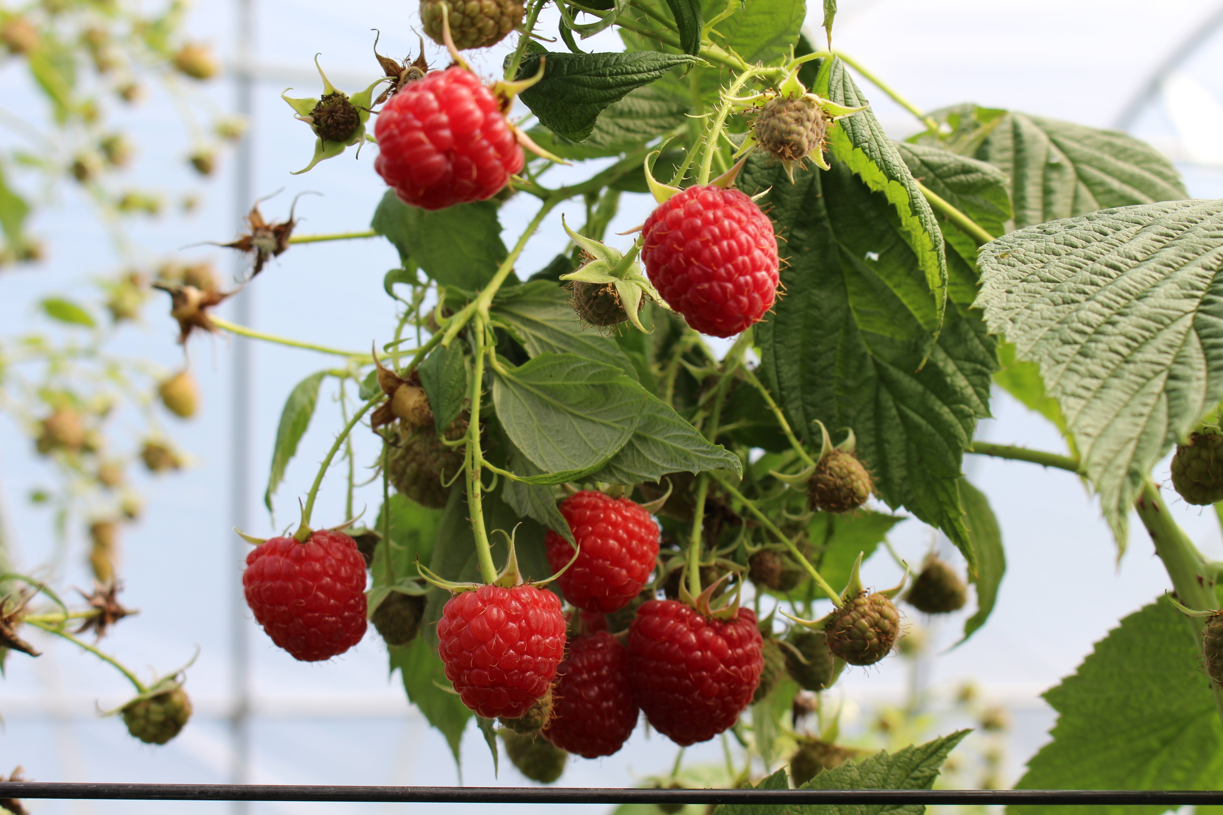 Spring 2022: Double Cropping Raspberries β Nourse Farms
