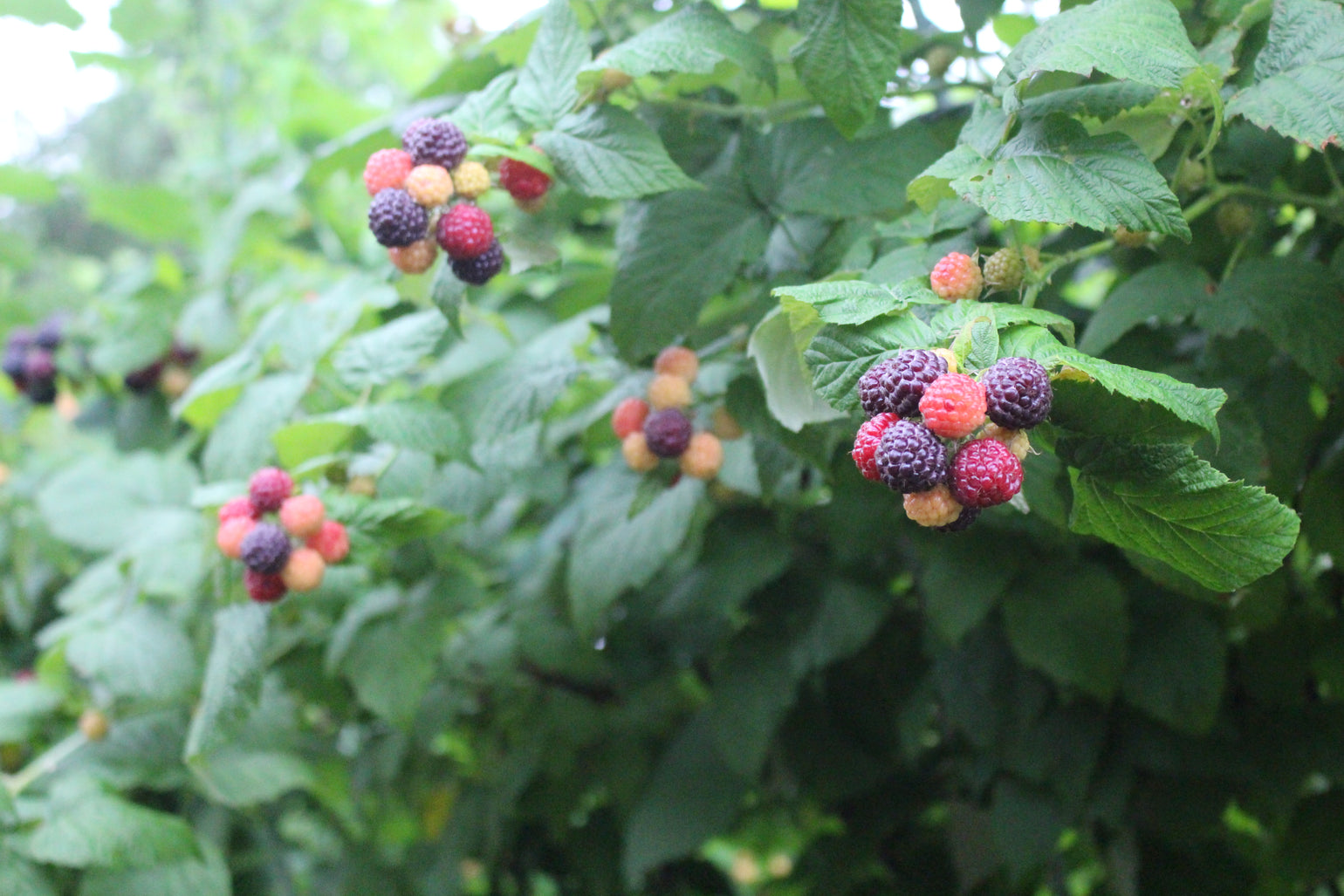 Fall 2022: Canopy Management in Bramble Production – Nourse Farms