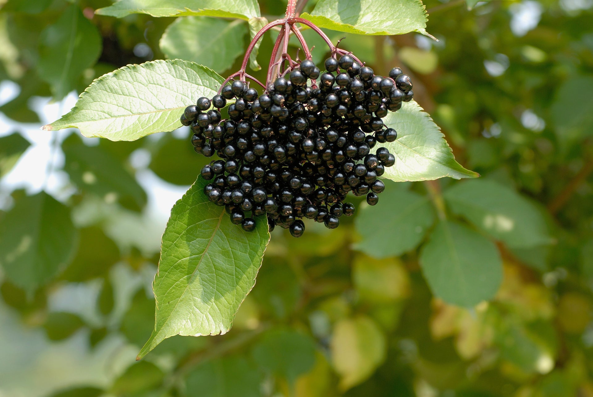 The Power of Elderberry  Nourse Farms