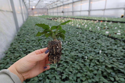 Blackberry Plugs Are Back by Grower Demand