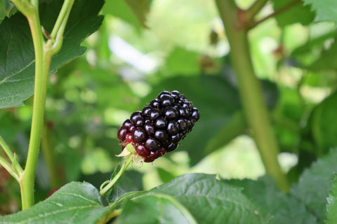 Protecting Brambles During Drought