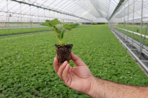Plug into Success: Nourse Farms Strawberry Plug Plants