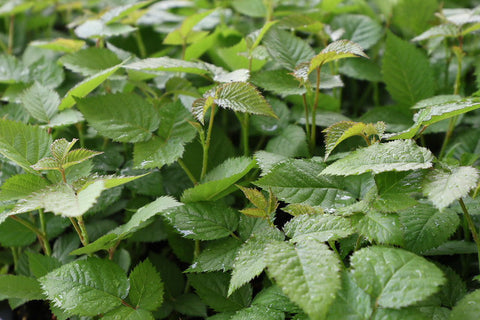 Three Things to Consider When Planning Your Garden