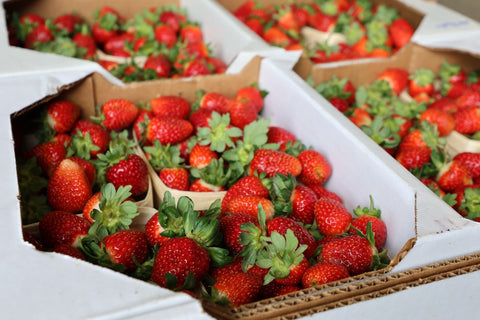 Strawberry Plant Disease Resistance Chart