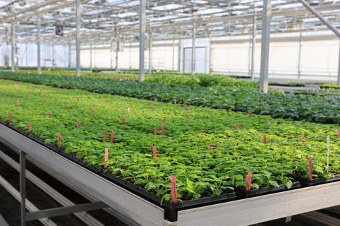 Bugging Out in the Greenhouse