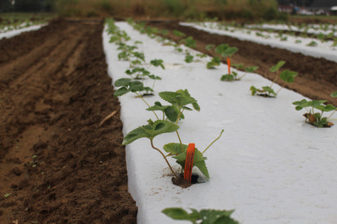 Branch Crowns and Runners: How to Read Your Strawberry Plants This Fall
