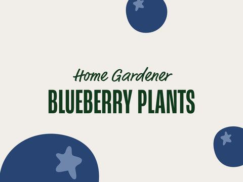 How to Grow Blueberries