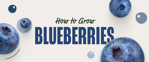 How to Grow Blueberries
