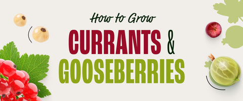 How to Grow Currants and Gooseberries