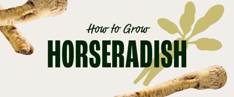 How to Grow Horseradish