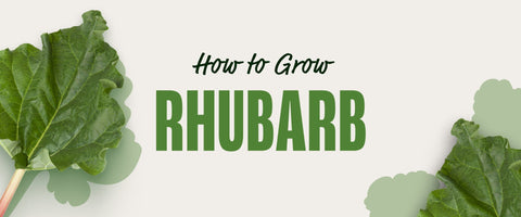 How to Grow Rhubarb