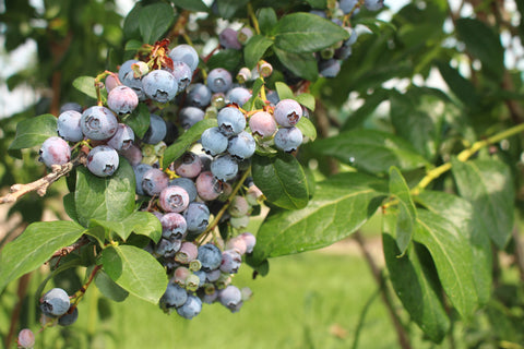 Spring 2024: Blueberry Production Ins and Outs