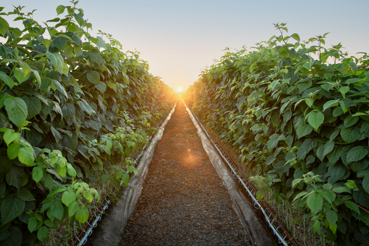 Pick Your Bramble: A Guide – Nourse Farms