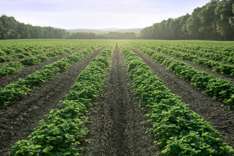 Fall 2024: Strawberry Site Selection and Preparation